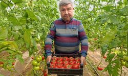 Simav'da yetişen 'coğrafi işaretli' Eynal domatesi pazarlarda ilgi görüyor