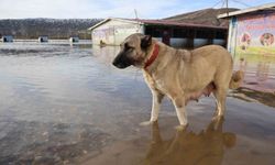 Sivas'ın dünyaca ünlü marka değeri Anadolu Aslanları su altında kaldı