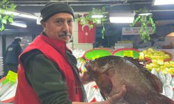 Sivas'ta 7.5 kiloluk orfoz balığı tezgahın ağası oldu