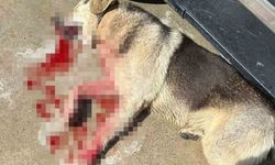 Tavuklarını yiyen köpekleri öldürünce tutuklandı