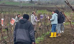Tekirdağ'da bağ budama yarışması