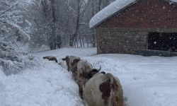 Tunceli'de kar kalınlığı 1,5 metreyi aştı: İnekler karda kayboldu