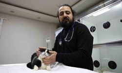 Veterinerler yangında yaralanan 11 kedinin gönüllü tedavisini üstlendi