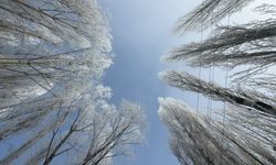Yüksekova'da sisle birleşen kırağı ağaçları sanat eserine dönüştürdü