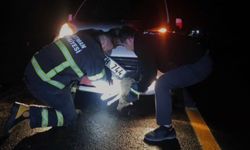 Batman’da araca çarpan tilki itfaiye ekiplerince kurtarıldı