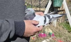 Hobi mi Yatırım mı? Güvercinlerin Değeri 1 Milyon TL’ye Ulaşıyor