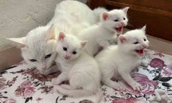 2026 yılının ilk Van kedisi yavruları doğdu