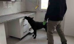 72 bin extacy yakalatıp 'bizim değil' savunması yaptılar