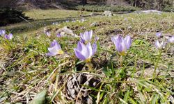 Abant'ta karların ardından bahar manzarası