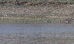 Ağustos ayında kurumaya başlayan Kızılca göleti yeniden doldu