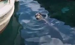 Akyarlar'da yavru Akdeniz foku ilgi odağı oldu