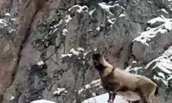 Aladağlar'da yaban hayatı görüntülendi