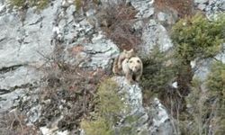 Anne boz ayı sırtındaki yavrusu ile dron kamerasına yakalandı