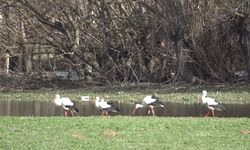 Baharın müjdecisi leylekler görsel şölen oluşturdu