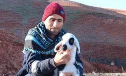 Başkent'te kuzuların anneleriyle buluşma anı dronla görüntülendi