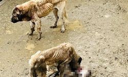 Bozüyük Belediyesi'ne ait barınakta aç kalan köpekler birbirini yedi
