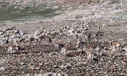 Cudi Dağında ceylan popülasyonu 165'e ulaştı