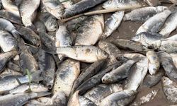 Diyarbakır'da aşırı yağışlar sonrası suyun geri çekilmesiyle balıklar telef oldu