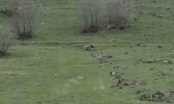 Diyarbakır'da kurt sürüsü görüntülendi