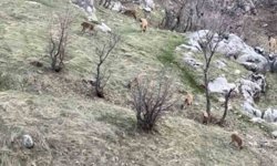 Diyarbakır'da nesli koruma altında olan dağ keçileri görüldü