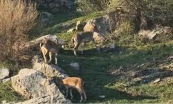 Diyarbakır'da popülasyonu hızlı artan dağ keçileri görüldü