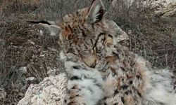 Doğada nadir görülen vaşak ölü bulundu