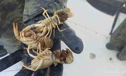 Eğirdir Gölü'nde kaçak pinterlere el konuldu, kerevitler göle bırakıldı