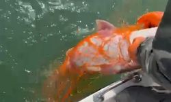 Elazığ'da 30 kiloluk dev Fırat turnası yakalandı