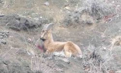 Erzurum'da kaçak avcılar yaban keçisini yaraladı