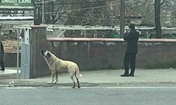 Ezanla birlikte uluyan köpek dikkat çekti