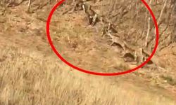 Geyik sürüsü kameraya böyle takıldı