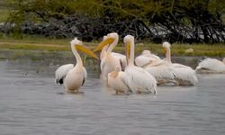 Göç eden pelikanlar Bursa'da mola verdi