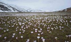 Güzeldere Vadisi bahar çiğdemleriyle süslendi