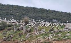 İslahiye'de leylek akını