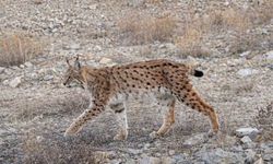 IUCN kırmızı listesinde yer alıyor: 'Ormanın hayaleti' en net haliyle görüntülendi