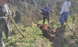 Kanala düşen ineği zabıta kurtardı