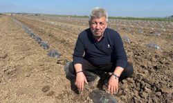 Karacabey Ovası'nda turfanda karpuz ekimi başladı