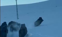 Karlı köy yolundaki domuz sürüsü kamerada