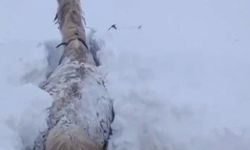 Kars'ta bu kez at kara saplandı