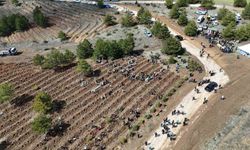 Kastamonu'da 210 bin fidan toprakla buluşturulacak