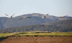 Kastamonu'da görsel şölen: Turna ailesi göç yolunda görüntülendi