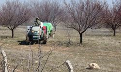 Kayısıda kritik bakım dönemi başladı