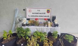 Kayseri'de evinde uyuşturucu yetiştiren şüpheli gözaltına alındı