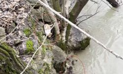 Kedi ile su samurunun saklambaç oyunu kameraya yansıdı