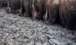 Konya'da sosyal medyaya yansıyan hayvancılık işletmesi görüntülerine inceleme