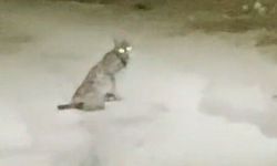 Konya'da vaşak görüntülendi