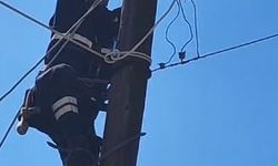 Köpeklerden korkup elektrik direğine çıkan kedi kurtarıldı