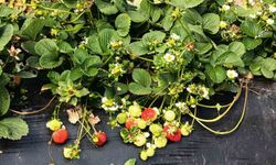 Köprübaşı çileği altın sezonunu yaşıyor