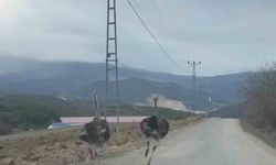 Köy yolunda koşan deve kuşları kameraya yansıdı