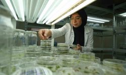 Kuraklığa dayanıklı domatesler geliştiriliyor